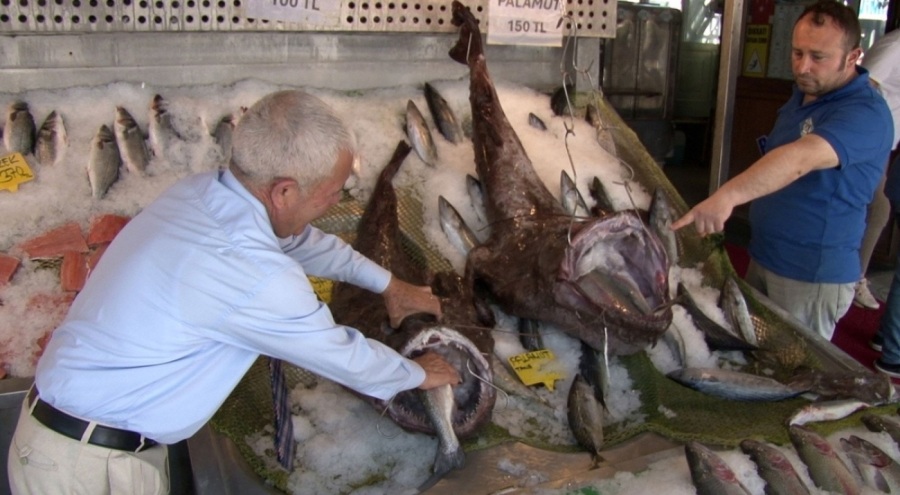 Silivri'de 2 dev fener balığı yakalandı