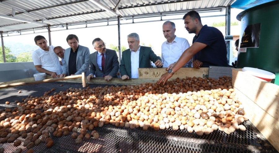 İnegöl'de ceviz hasadı başladı