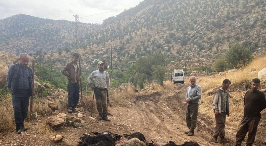 Yıldırım düştü! 64 keçi telef oldu