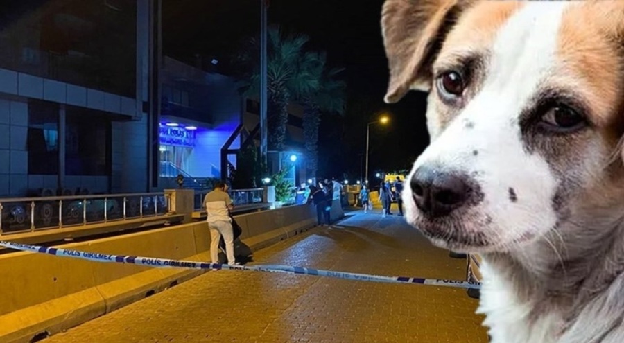 Sokak hayvanlarına mama bırakmak istedi, bıçaklandı!