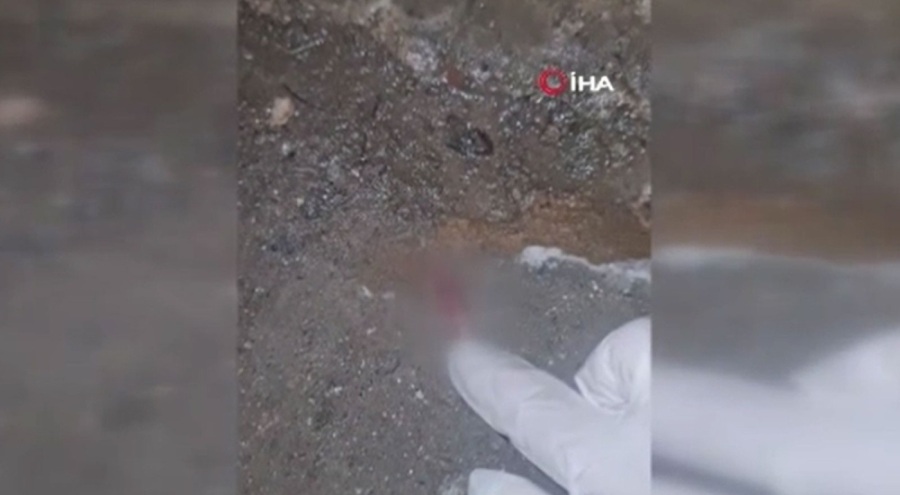 Tüyler ürperten vahşet! Bacakları kesilen kediler depoya atıldı