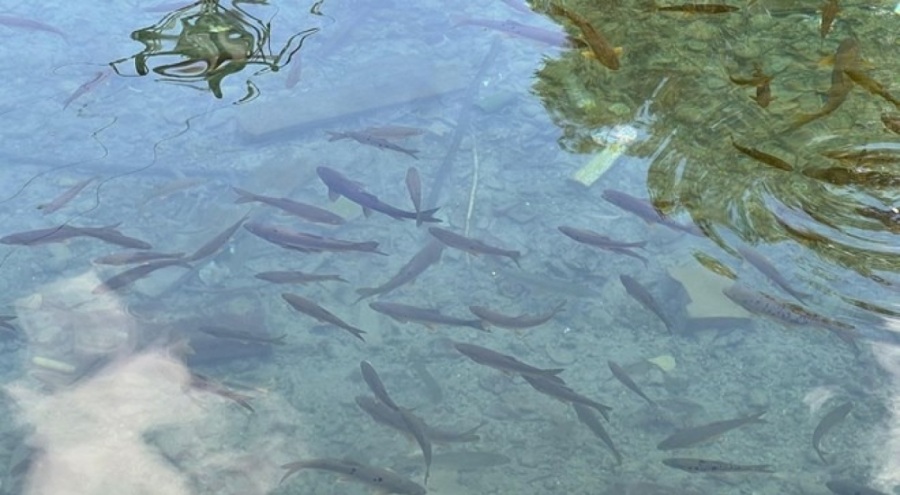 Depremden sonra kaybolan balıklar yeniden ortaya çıktı