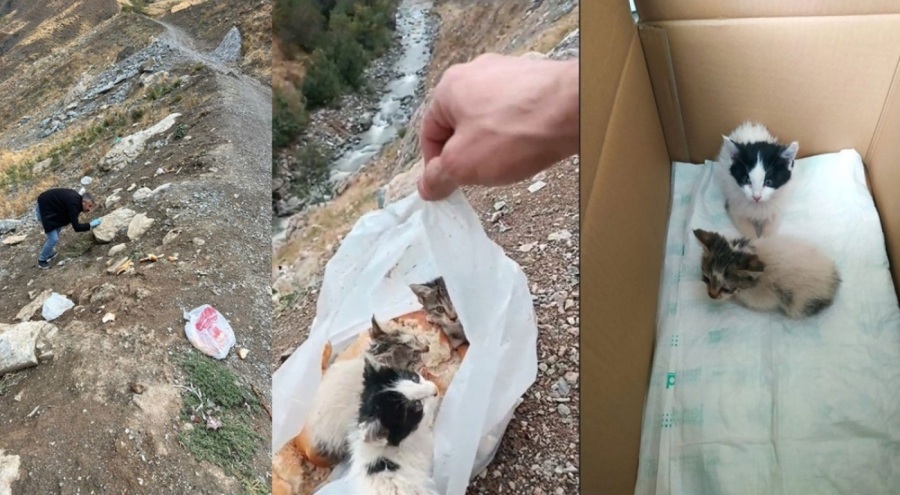 Poşet içinde ölüme terk edilen kediler kurtarıldı!