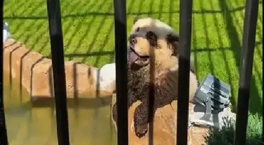 Çin'de bir hayvanat bahçesi, boyalı köpekleri panda olarak sergilediklerini kabul etti
