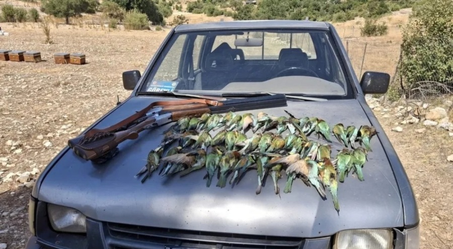 Koruma altındaki 45 arı kuşunu katlettiler!