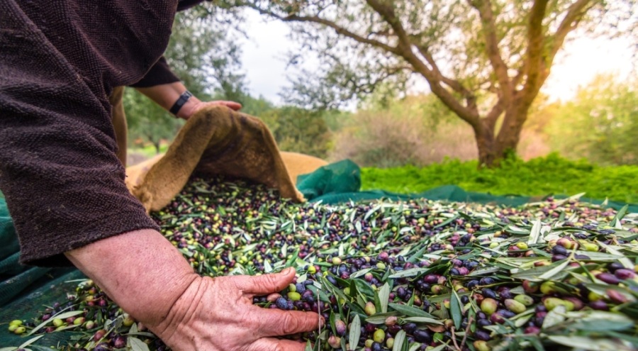 Orhangazi'de zeytin rekolte beyanı 2 bin 600 tonu buldu