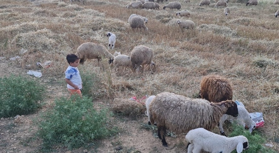 İlçe Tarım ve Orman Müdürlüğü, "mavi dil"  hastalığıyla ilgili uyardı
