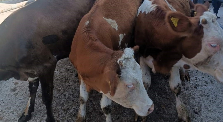 Kaçak hayvan sevkine 91 bin 323 TL ceza