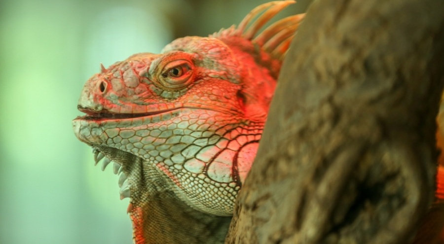 Bursa'da koruma altındaki yeşil iguana popülasyonu artıyor