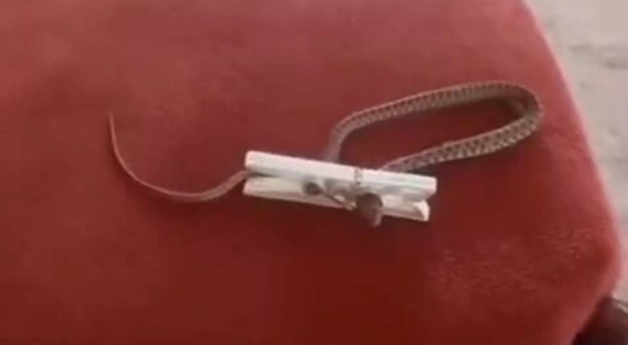 Evde çamaşır mandalı ile yılan yakaladı