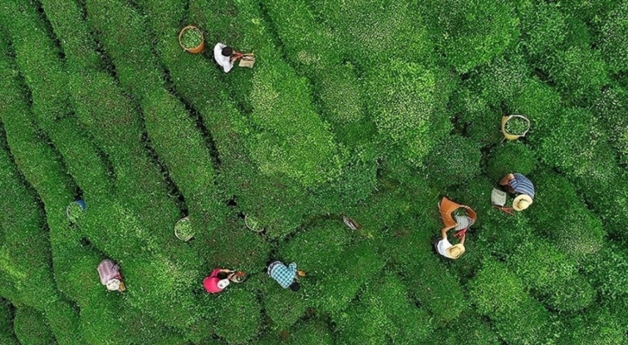 ÇAYKUR, yaş çay bedeli ödemelerine yarın başlıyor