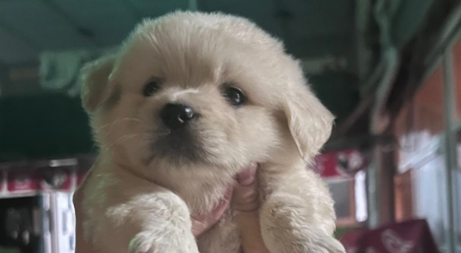 Motosikletle gelip, 'Prenses'i çaldılar