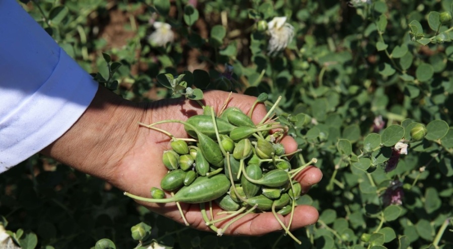 Bir kez ekiliyor, 200 yıl meyve veriyor!