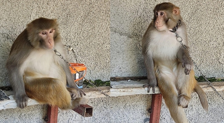 Adana'da çocuğu ısıran maymunun sahibine para cezası kesildi