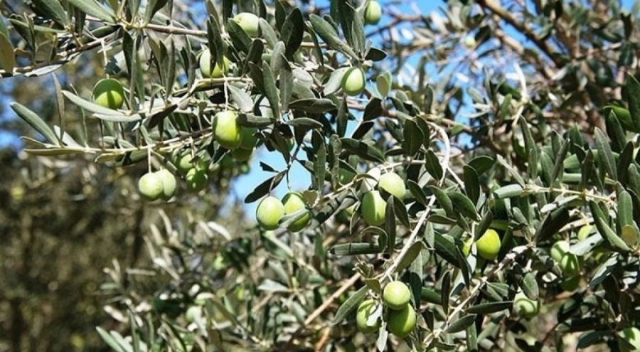 Zeytin hırsızları tutuklandı