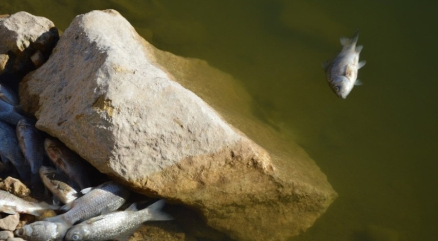 Batman'da toplu balık ölümleri araştırılacak