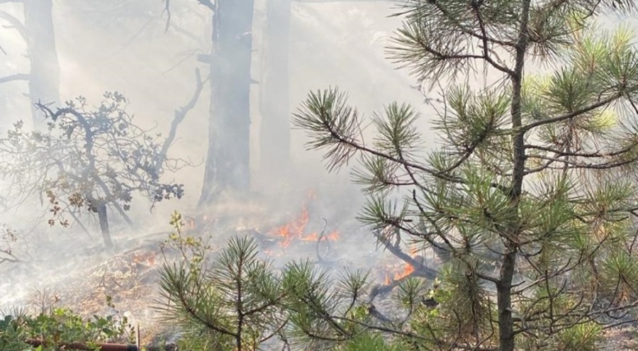 Ormana yıldırım düştü! 1,35 hektarlık zarar belirlendi