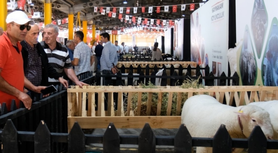 İnegöl'de Küçükbaş Hayvancılık Festivali başladı