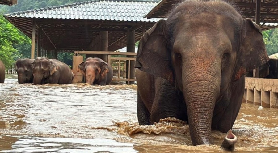 Tayland'da yaşanan selde mahsur kalan 100 fil kurtarıldı