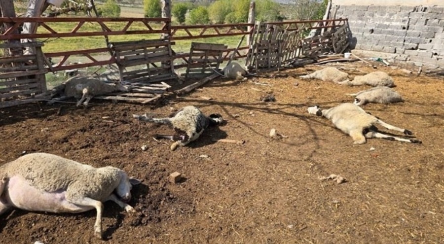Ağıla giren kurtlar koyun sürüsünün yarısını telef etti!
