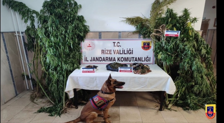 Rize'de 198 uyuşturucu operasyonu; 13 tutuklama