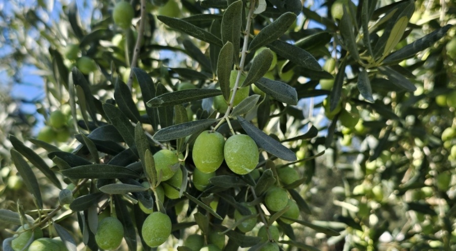 1 kilogram zeytinin maliyeti hesaplandı