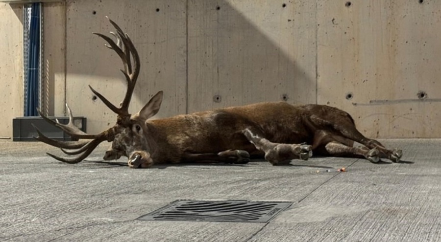 Bakan Yumaklı'dan 'yaralı geyik' açıklaması