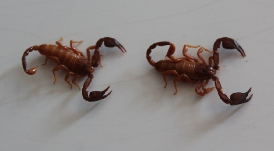 Konya'da yeni akrep türü keşfedildi