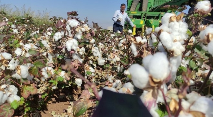 Araban Ovası'nda pamuk hasadı başladı