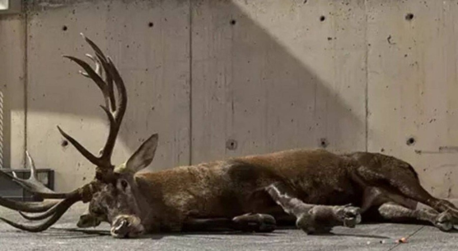 Fabrika bahçesinde yaralı bulunan geyiğin tüfekle vurulduğu ortaya çıktı