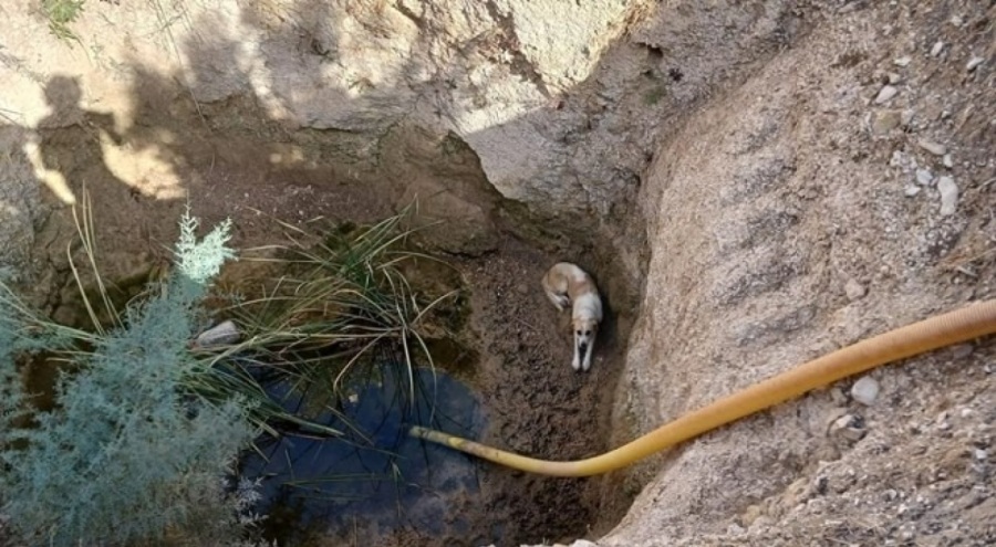 Kuyuya düşen köpeği itfaiye ekipleri kurtardı