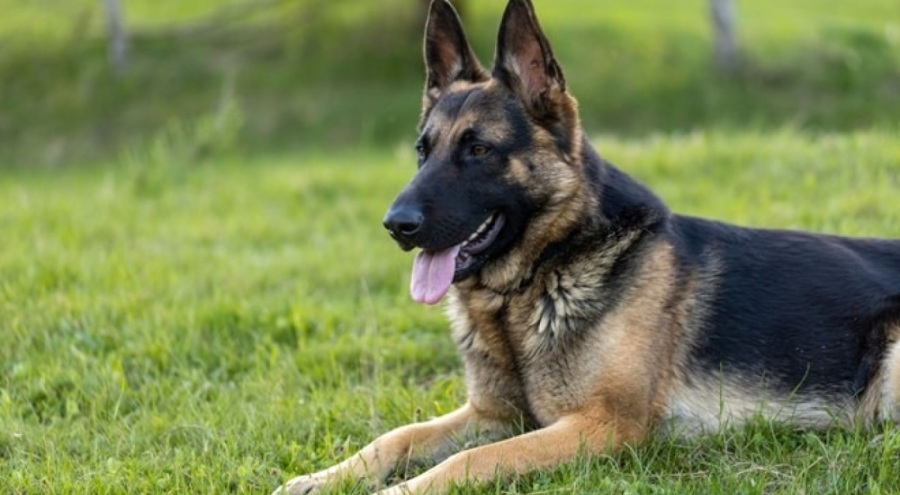 Almanya'da köpek vergisi rekor kırdı