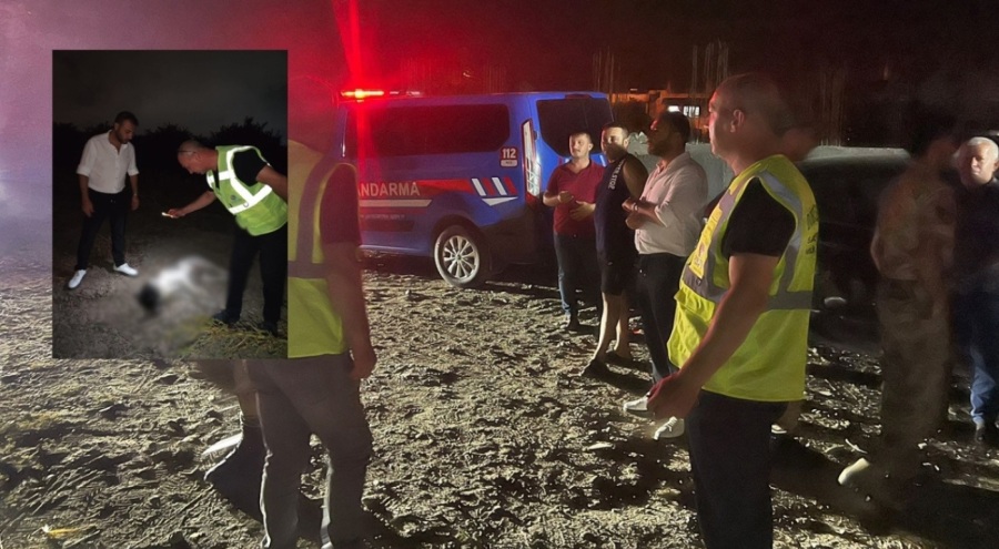 Hatay'da 11 köpek ölü bulundu