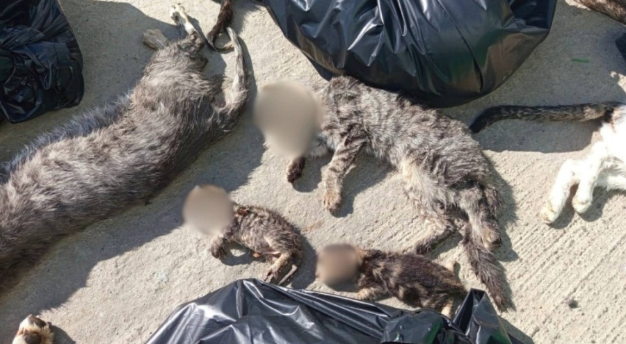 Gebze Belediyesi'ne ait barınakta hayvanlar katledildi!