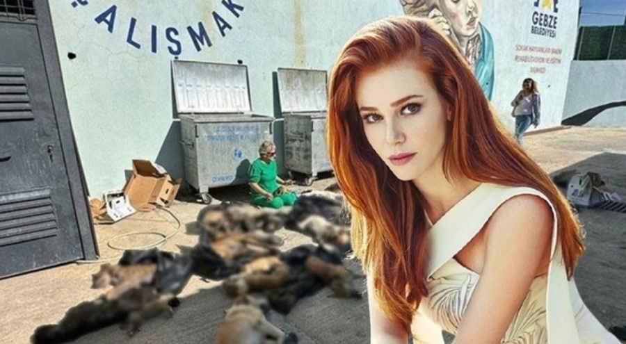 Elçin Sangu'dan Gebze'de yaşanan hayvan katliamına tepki