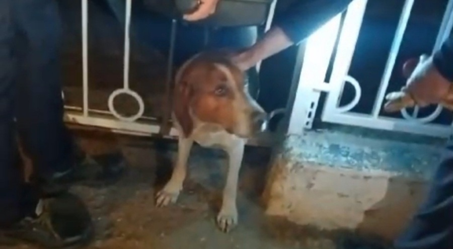 Demir parmaklıklara sıkışan köpek kurtarıldı