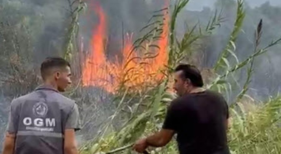 İzmir'de zeytinlikte yangın çıktı!