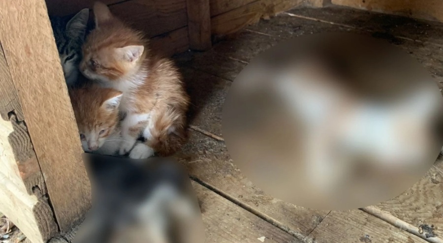 Gebze'den sonra bir katliam haberi de Ümraniye'den