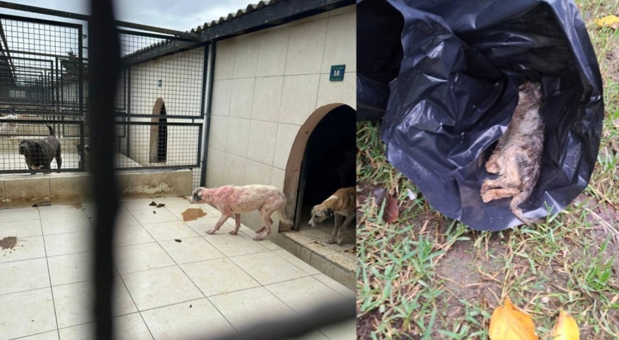 Ümraniye Belediyesi'nden Hekimbaşı barınağına ilişkin açıklama