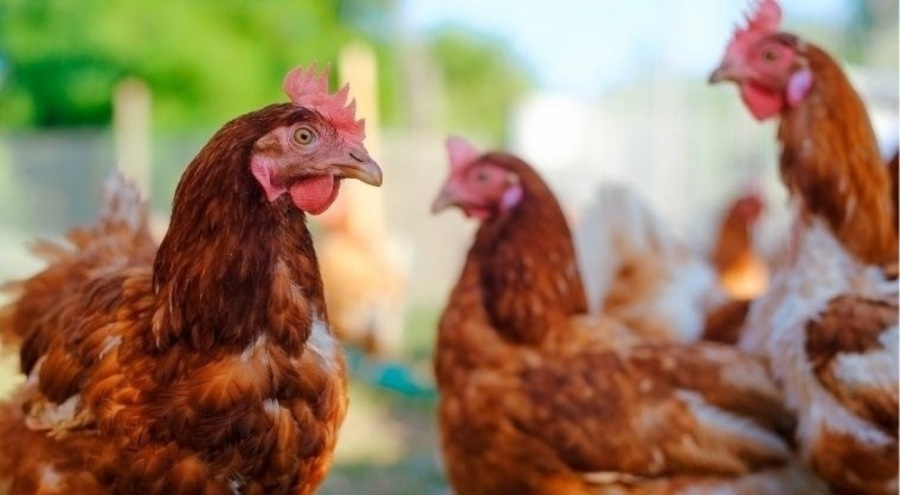 TÜİK açıkladı: Tavuk eti ve yumurta üretimi arttı