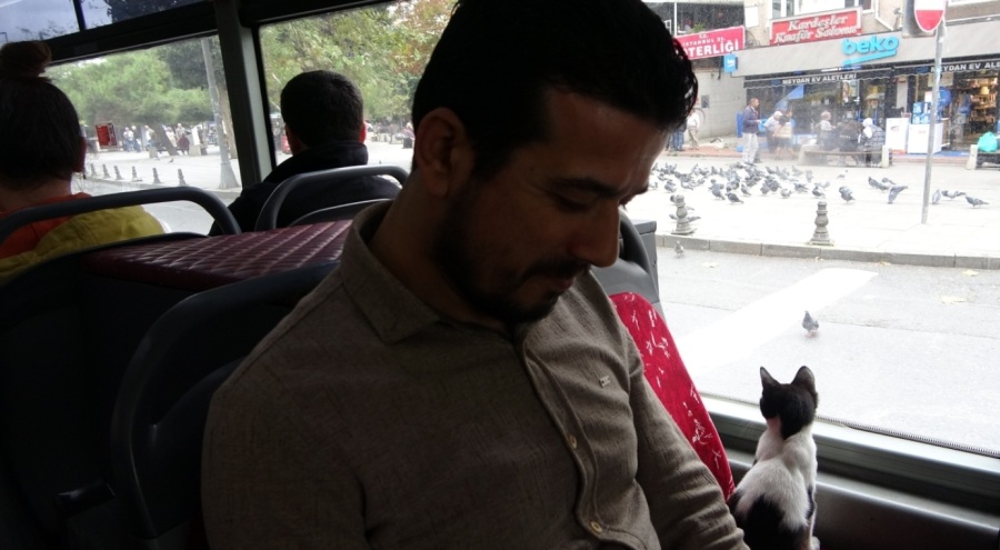 Otobüse binen sevimli kedi camdan güvercinleri izledi