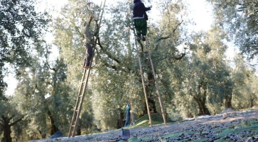 Marmarabirlik bir kilo zeytinin maliyetini 34,20 lira olarak açıkladı