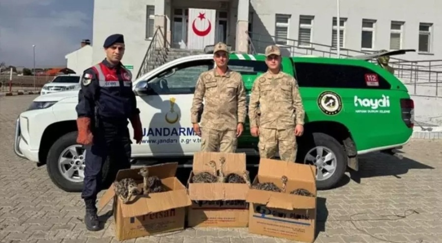 Yolcu otobüsünde kutu içinde yasa dışı yavru deve kuşu ele geçirildi!