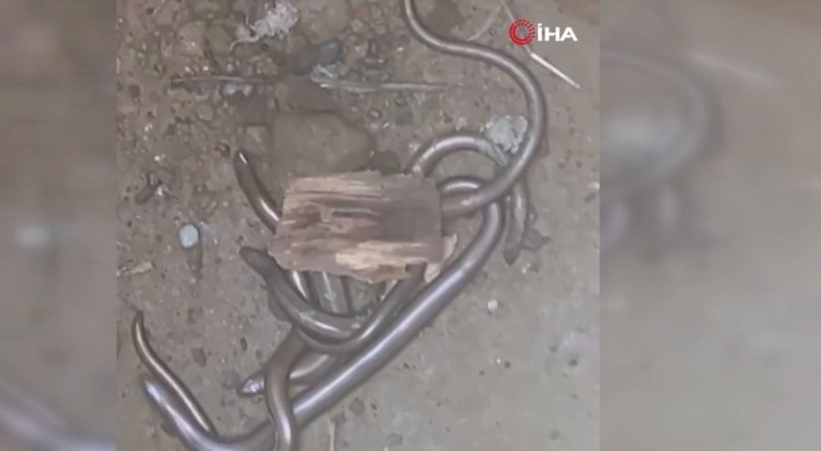 Kuyuya düşen "kör yılanları" gören işçiler şok oldu