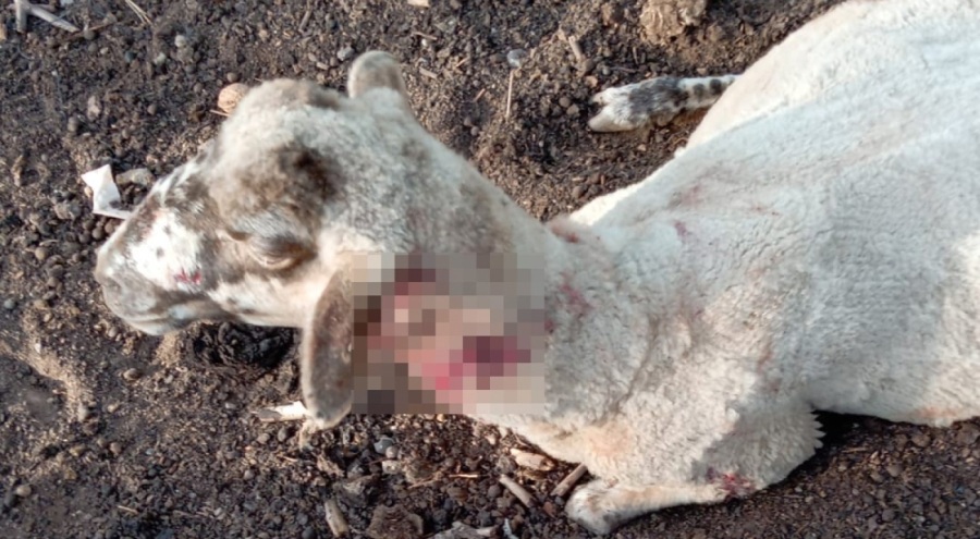 Bursa'da ağıla giren köpekler koyunları yaraladı