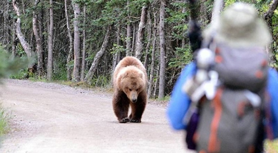 19 yaşındaki genç kız, ayılar tarafından parçalanırken annesini aradı