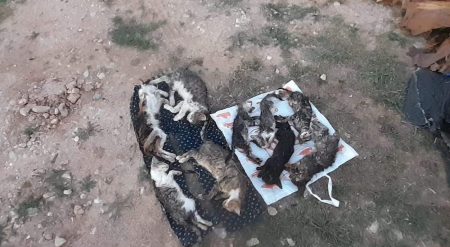 Barınakta 17 kedi ve köpek öldü! Adli, idari soruşturma başlatıldı