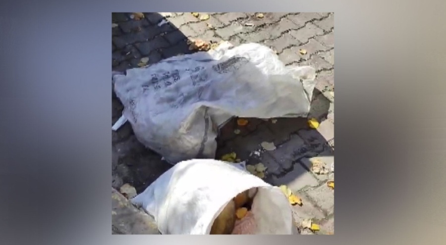 Kan donduran olay! Köpekleri öldürüp çuvalla çöpe atmışlar