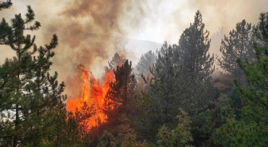 Orman yangınında 2 hektar ormanlık ve 6 hektar zirai alan zarar gördü