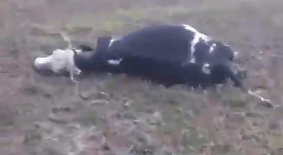 Hayvan sürüsünün yakınlarına yıldırım düştü